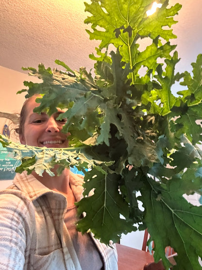 Red Russian Kale