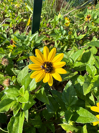Beach/Dune Sunflower