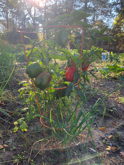 Carolina Wonder Bell Pepper