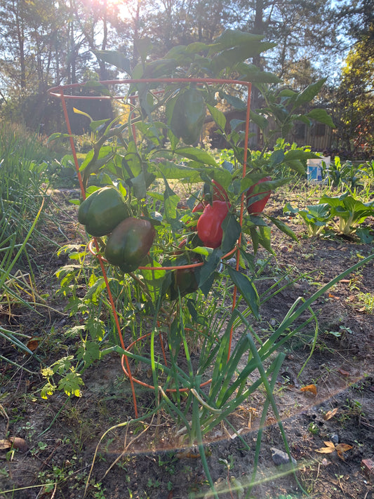 Carolina Wonder Bell Pepper