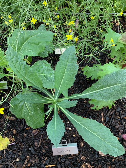Lacinato Kale