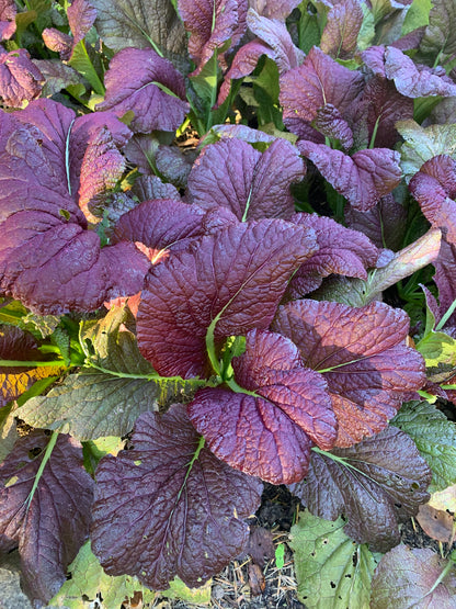 Red Giant Mustard