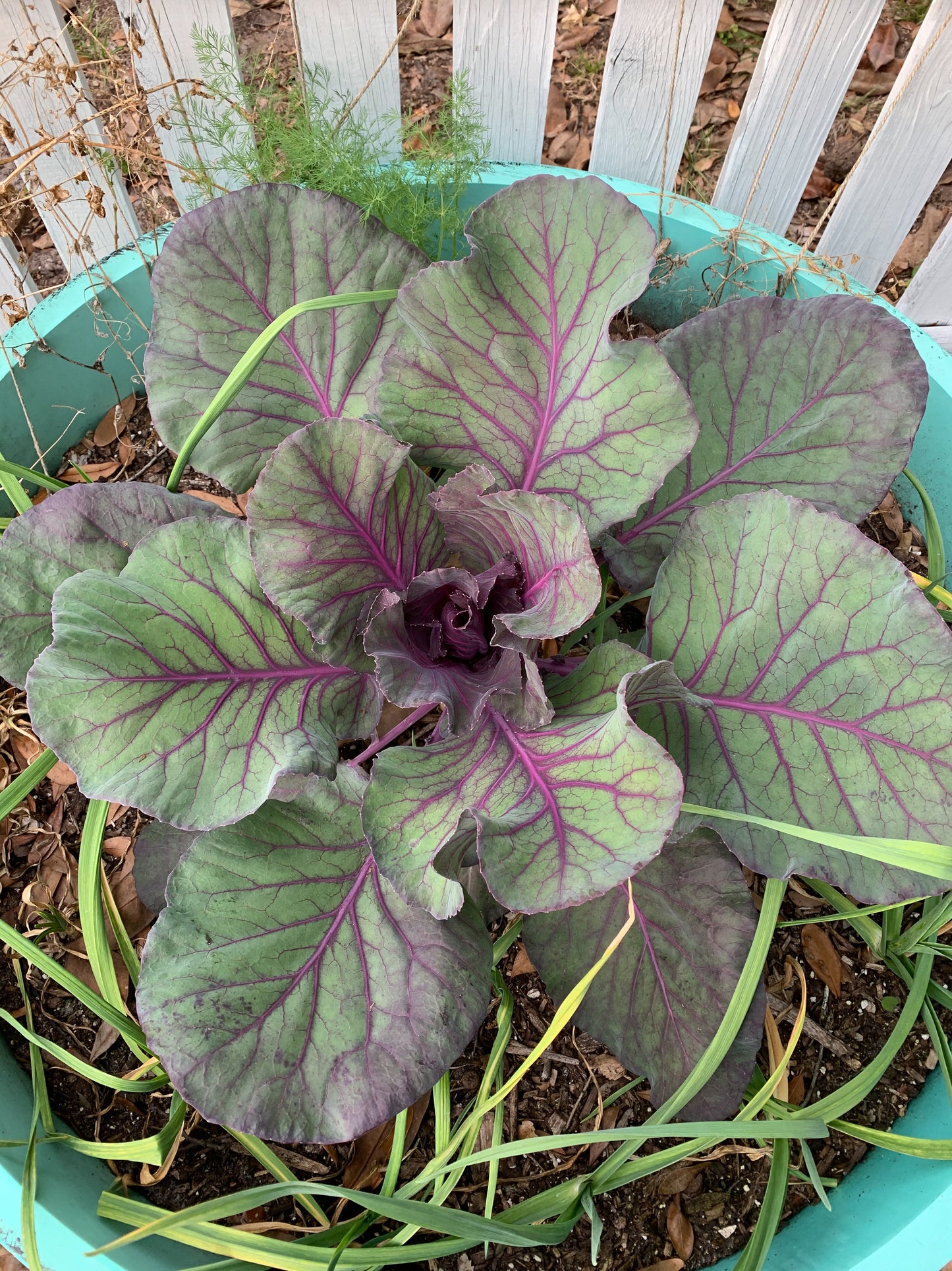 Kalibos Cabbage