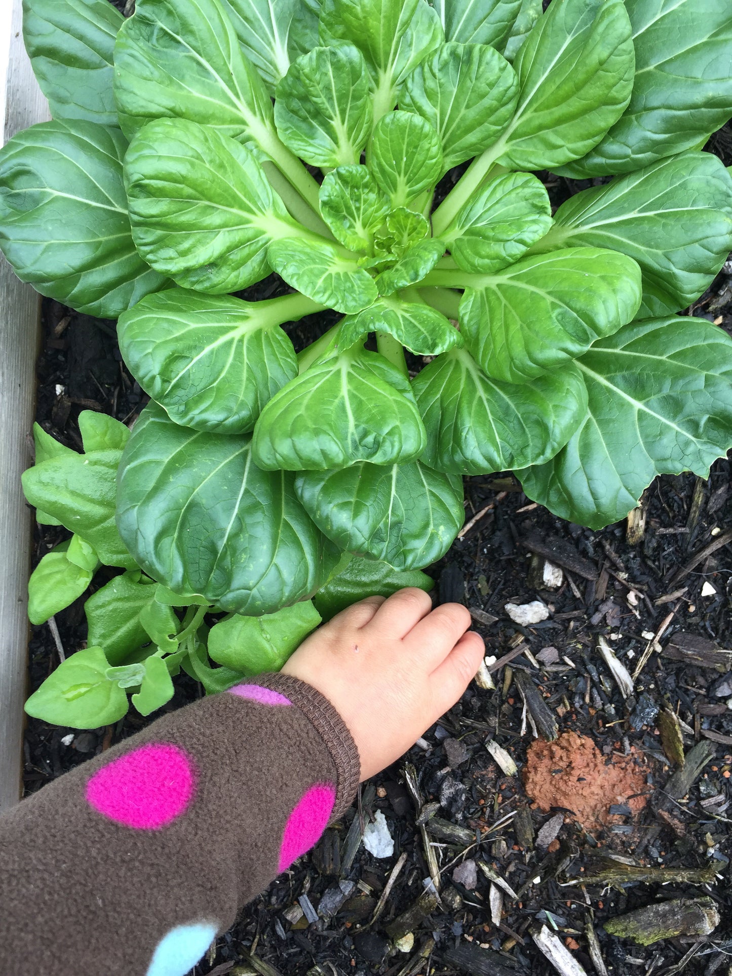 Tatsoi
