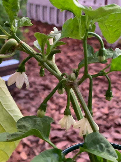 Carolina Wonder Bell Pepper