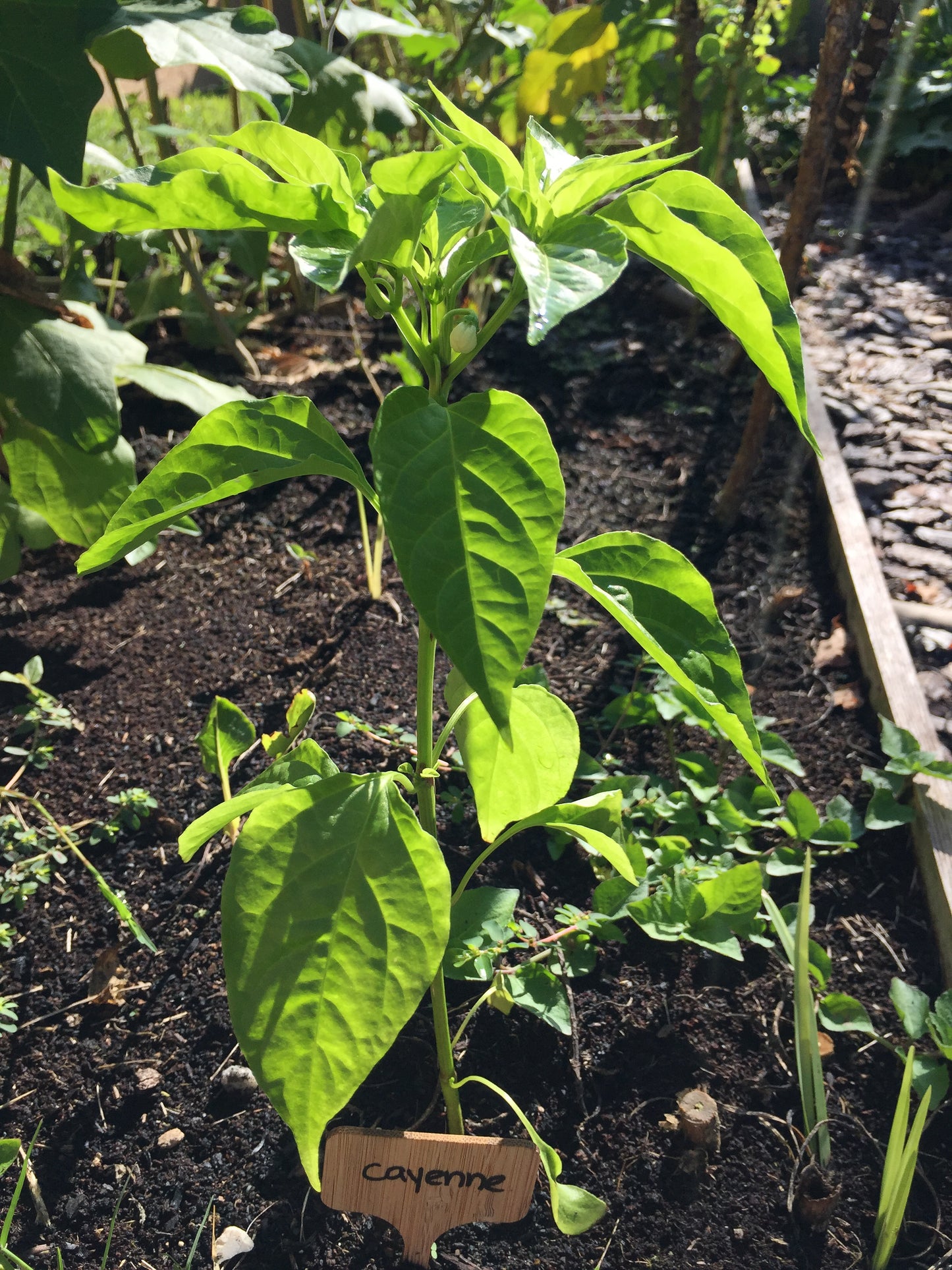 Carolina Cayenne Pepper