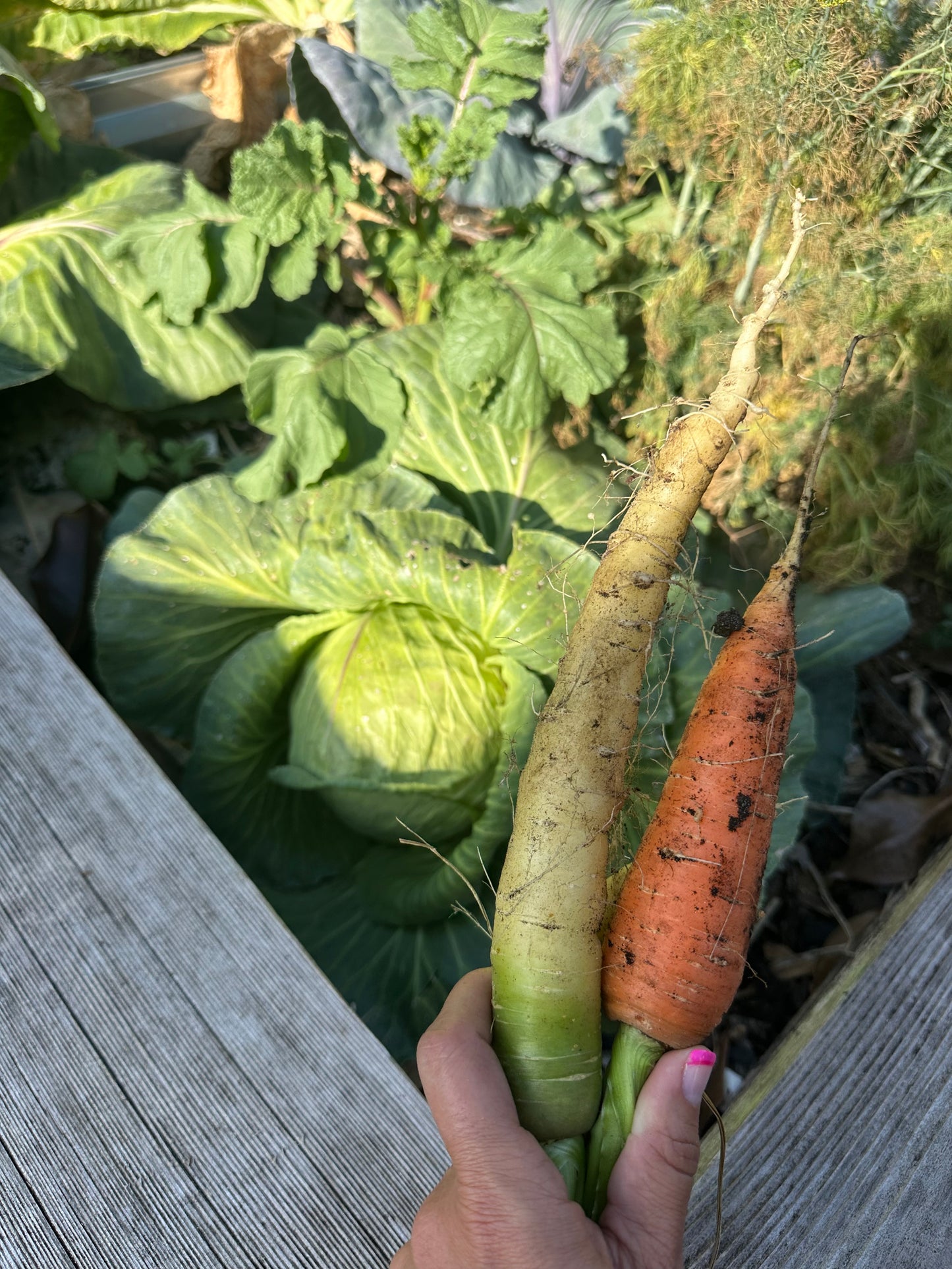 Rainbow Carrot Blend