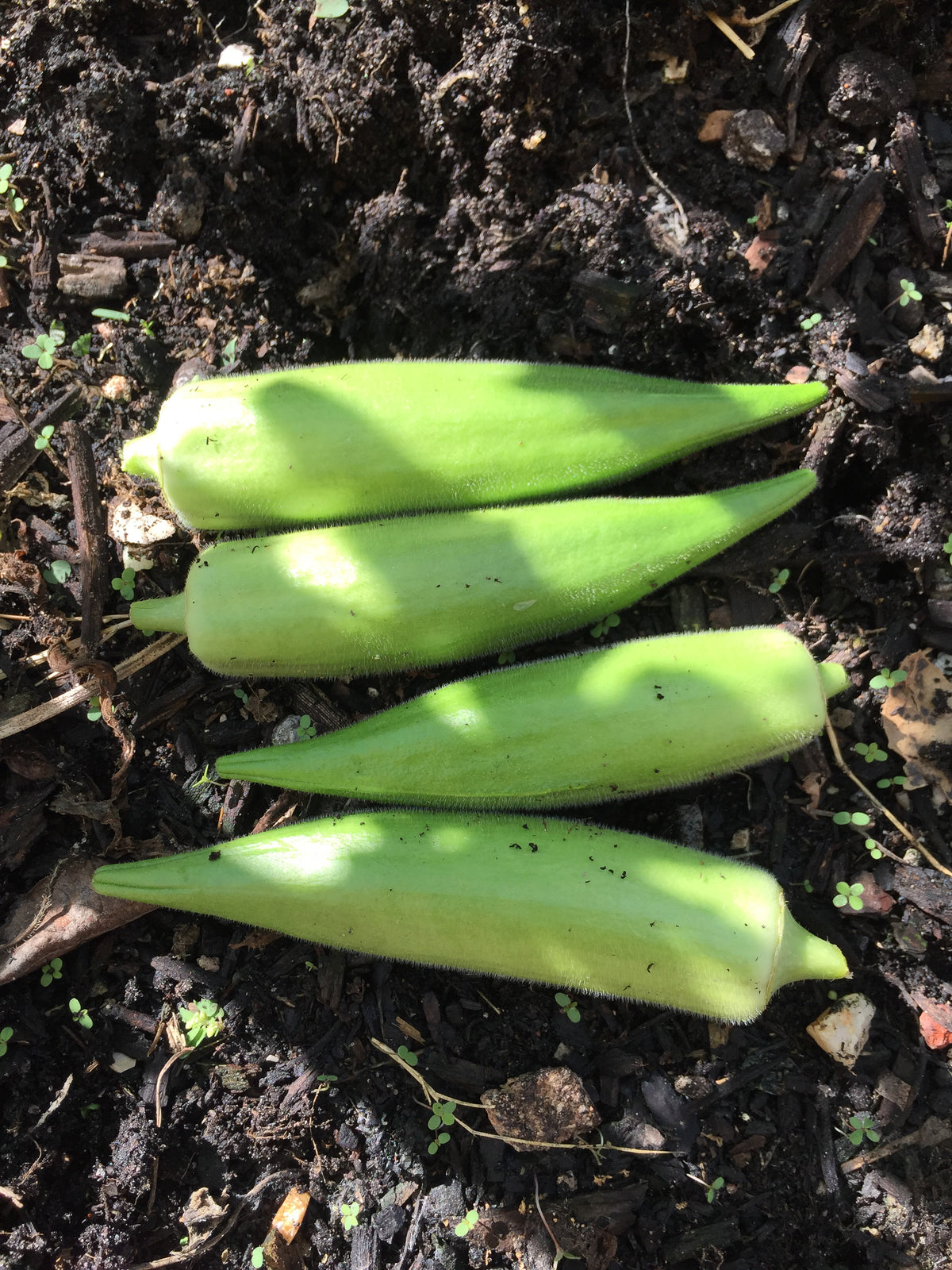Clemson Spineless Okra