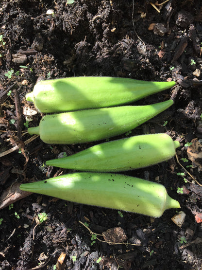 Clemson Spineless Okra