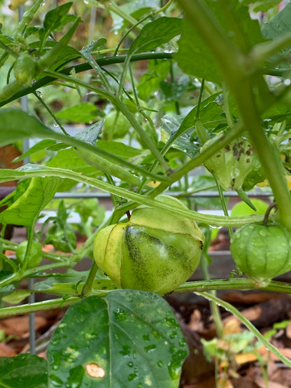 Tomate Verde Tomatillo