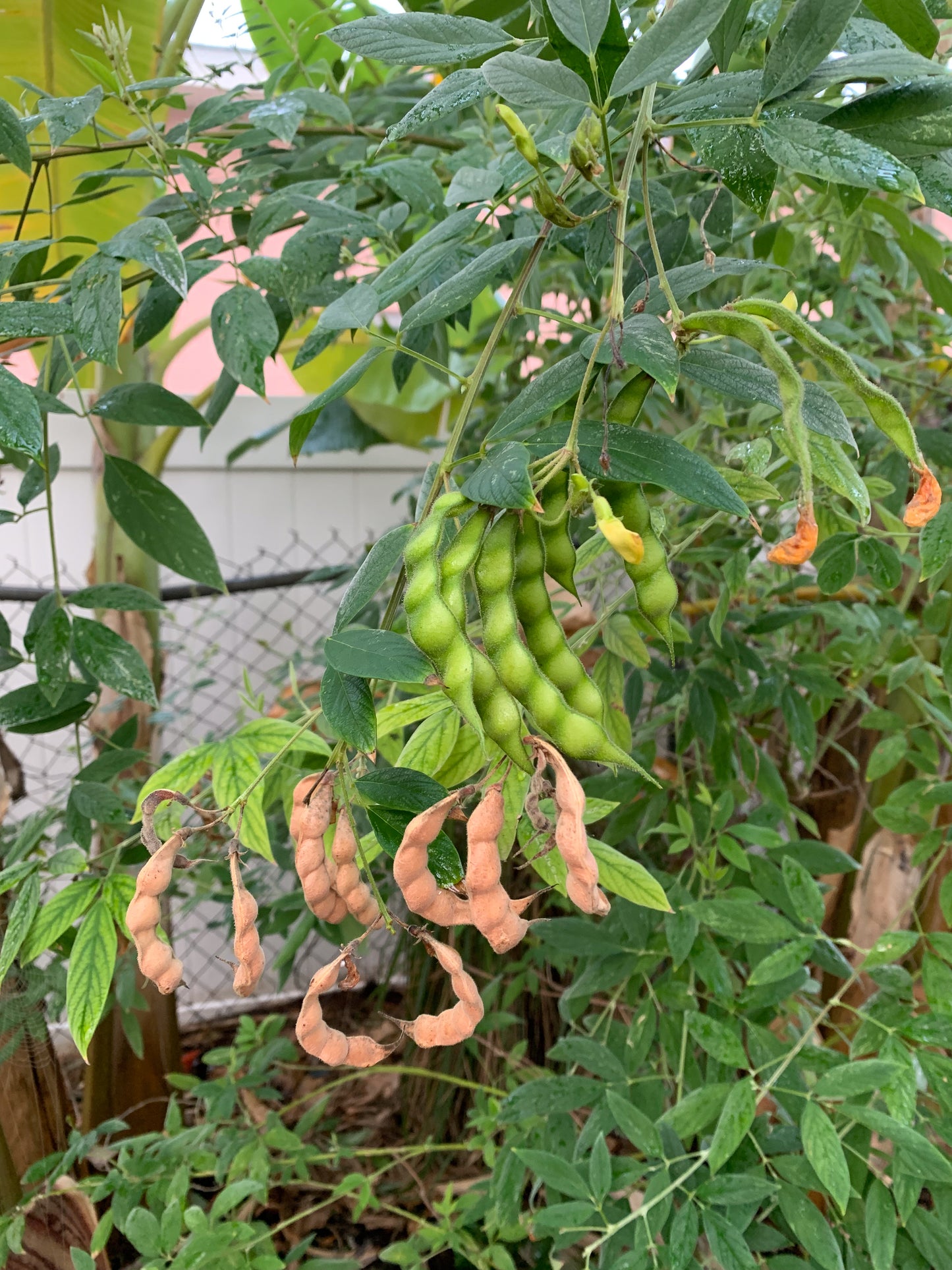 Pigeon Pea