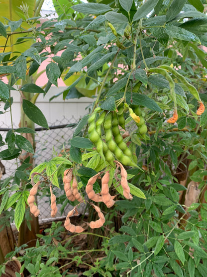 Pigeon Pea