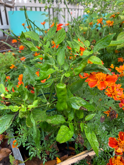 Frances's Choice Marigold