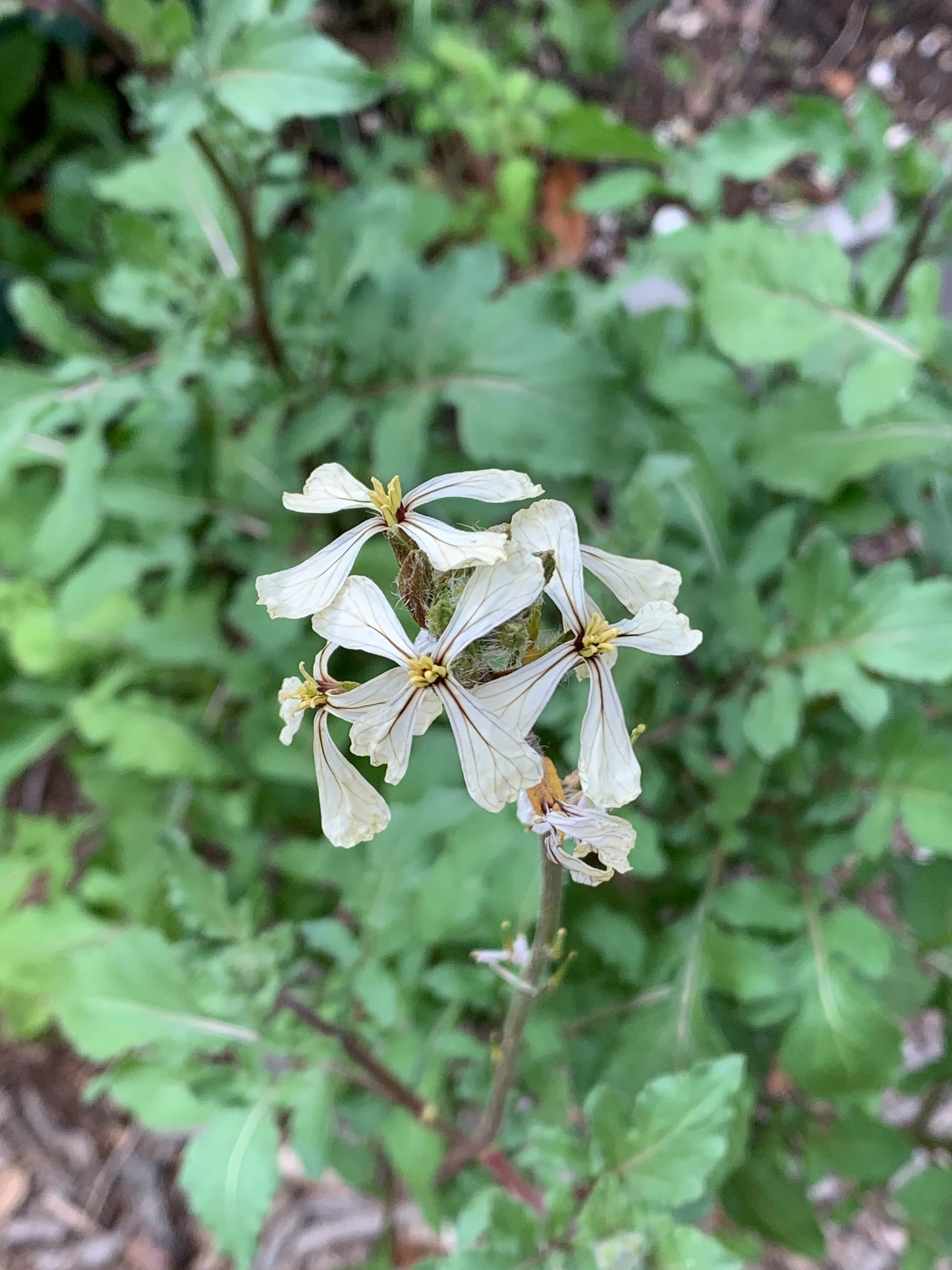 Arugula