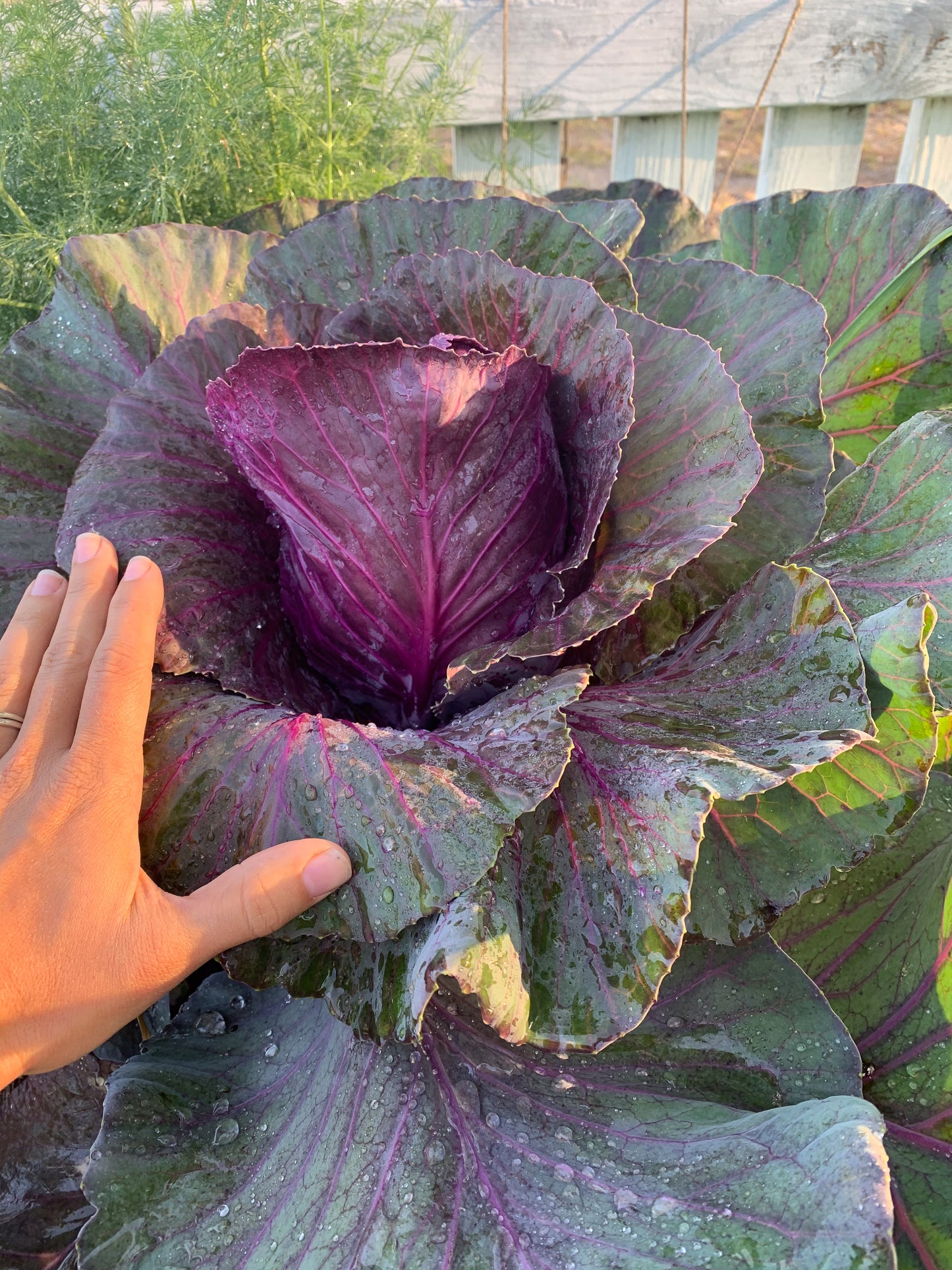 Kalibos Cabbage