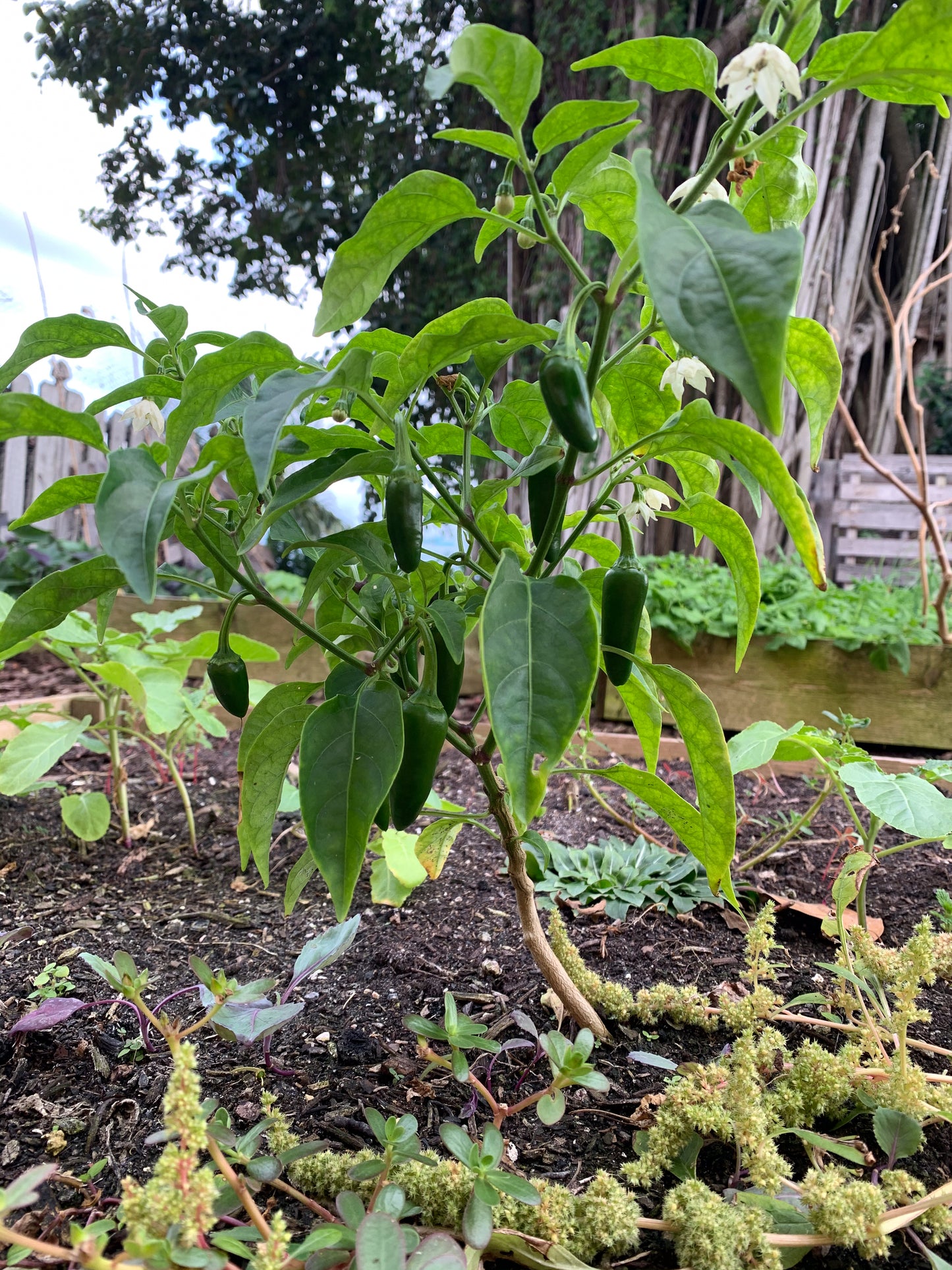 Jalapeno Pepper