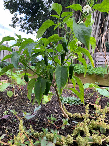Jalapeno Pepper