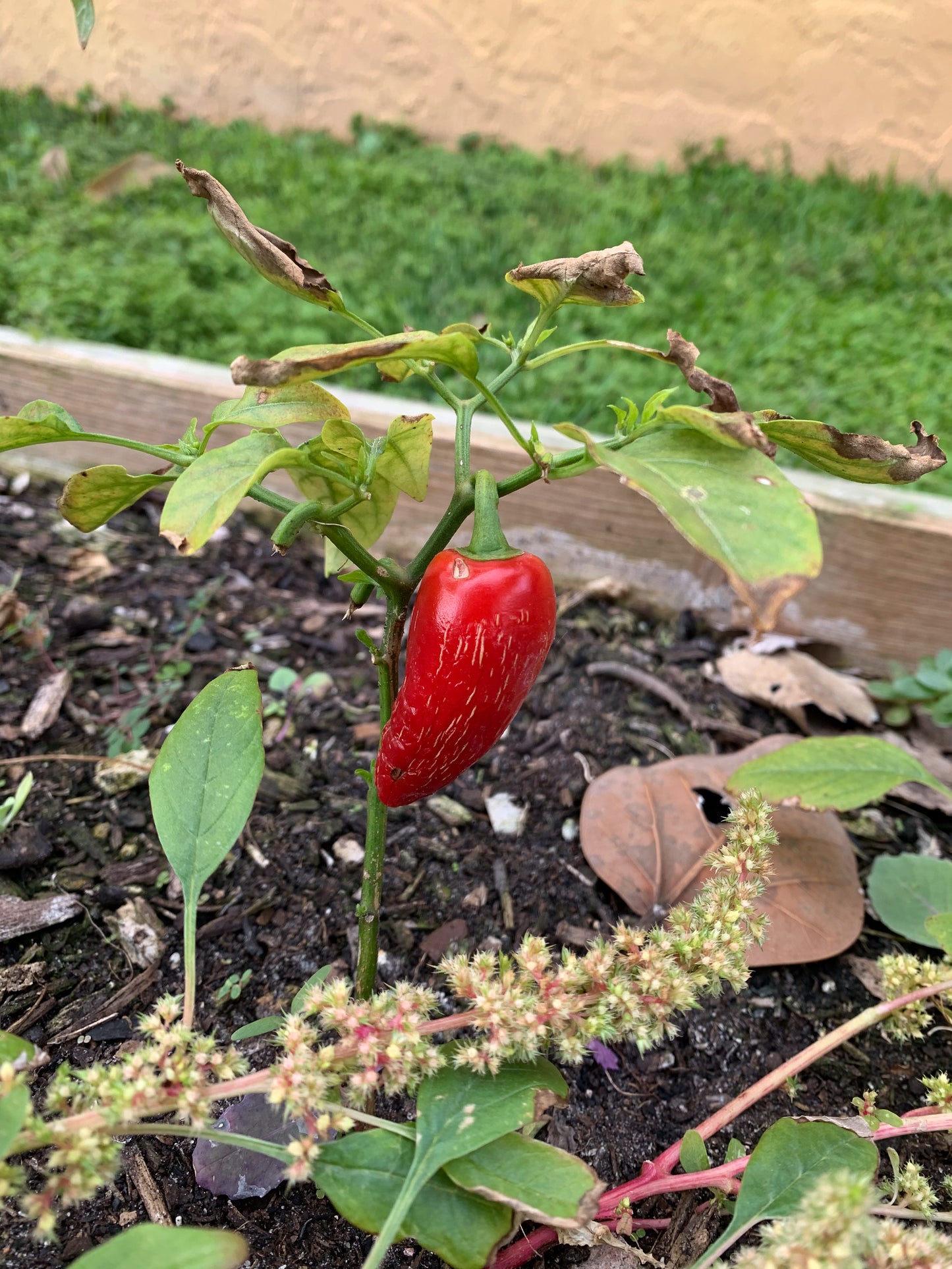 Jalapeno Pepper