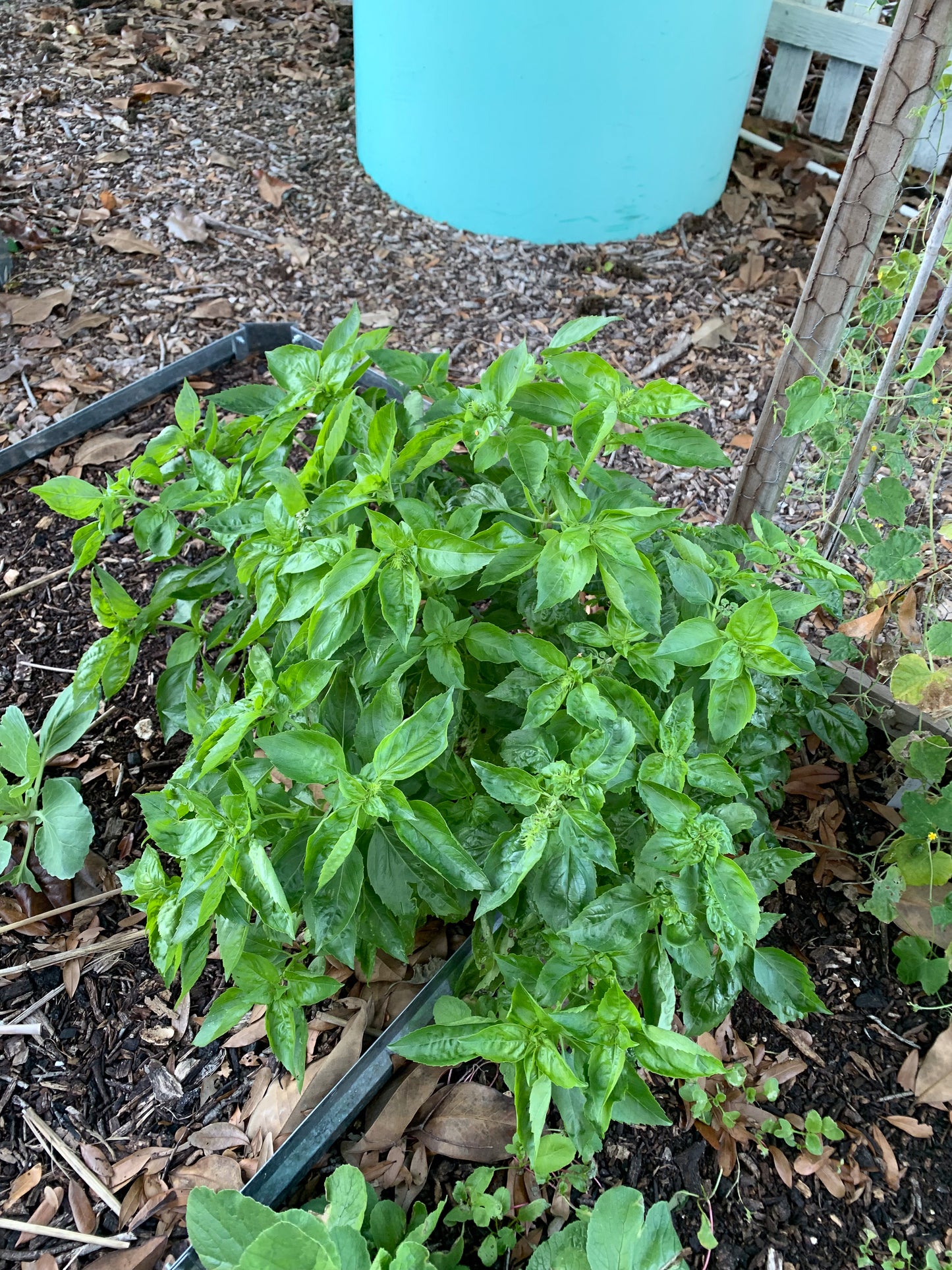 Italian Basil