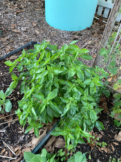 Italian Basil