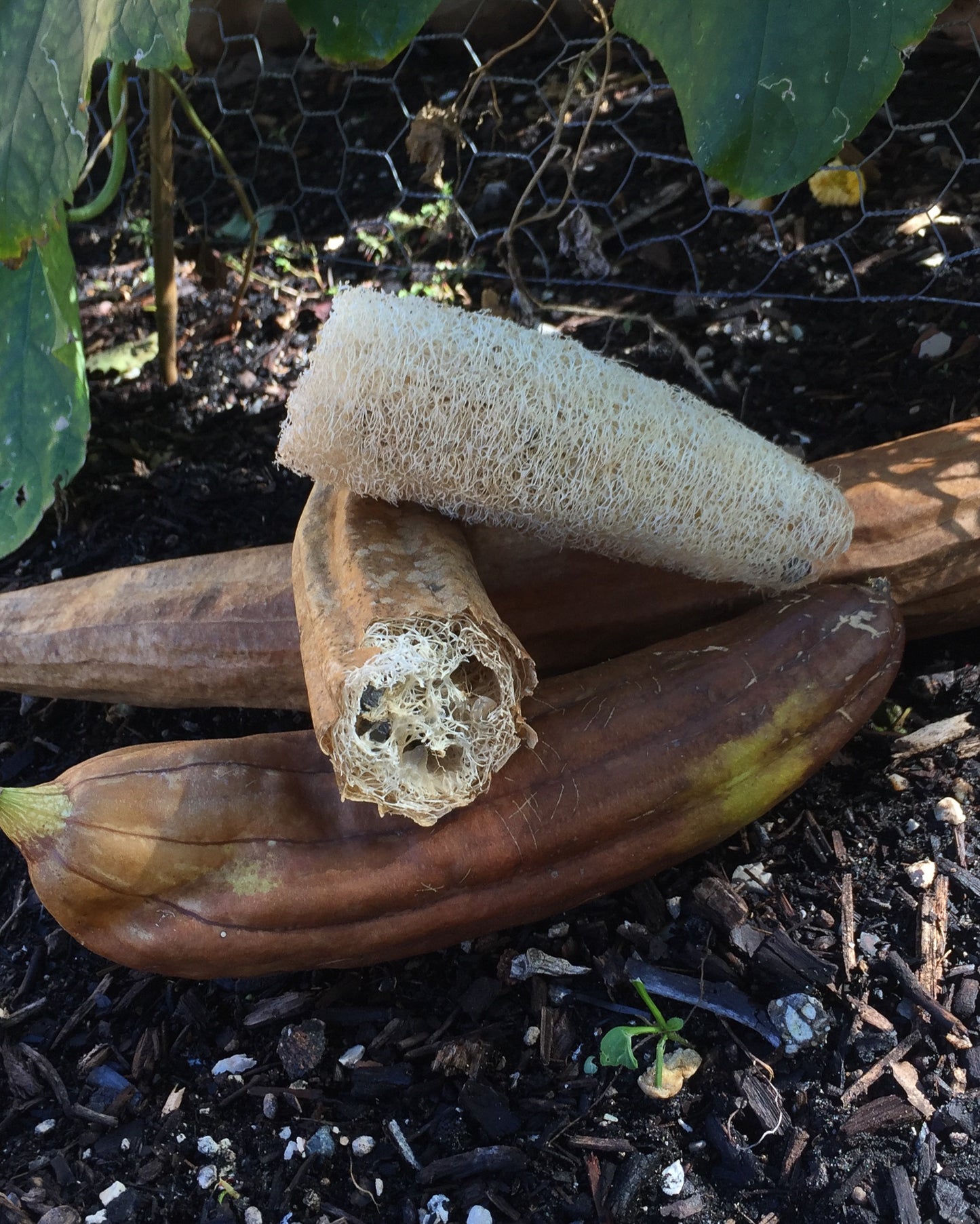 Luffa