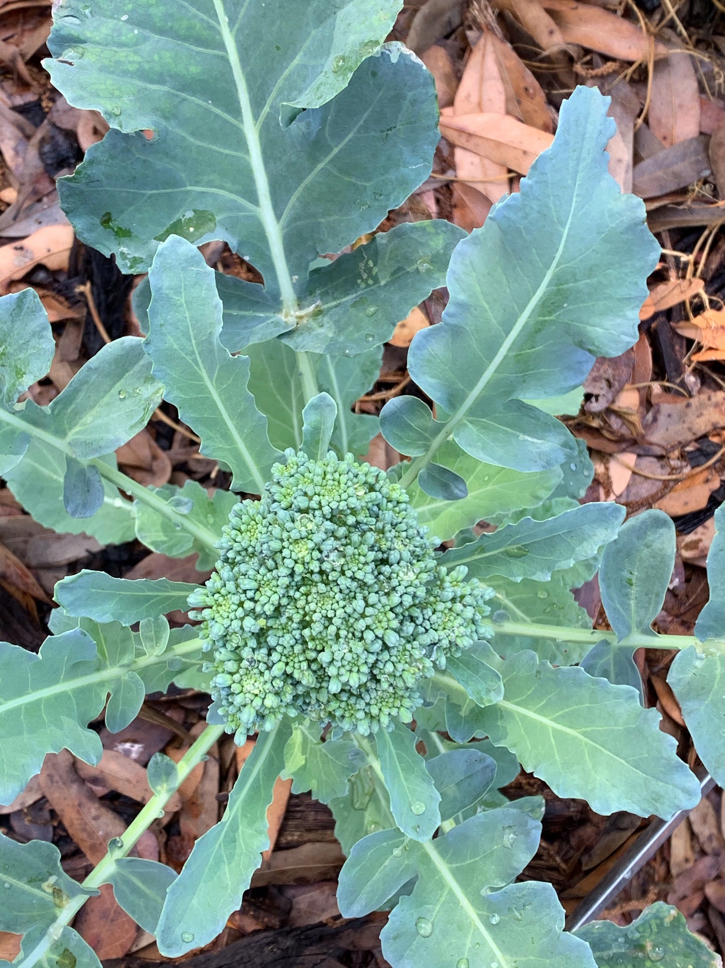 Calabrese Broccoli