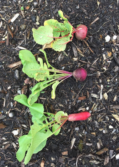 French Breakfast Radish
