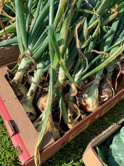 Texas Early Grano Onion