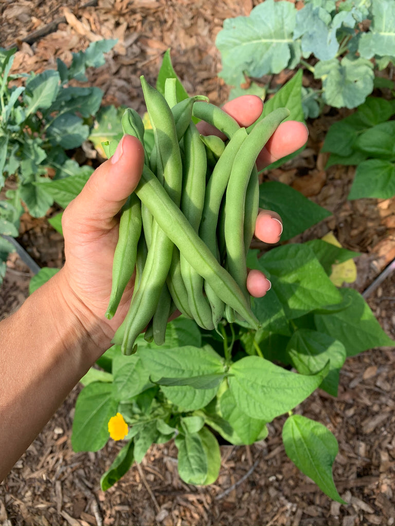 Blue Lake Bush Bean - Live Plant