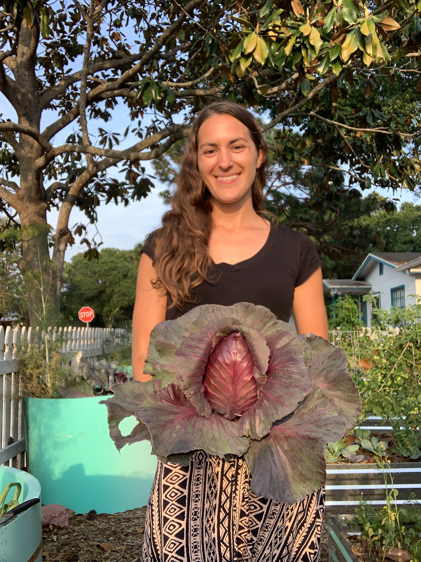 Kalibos Cabbage