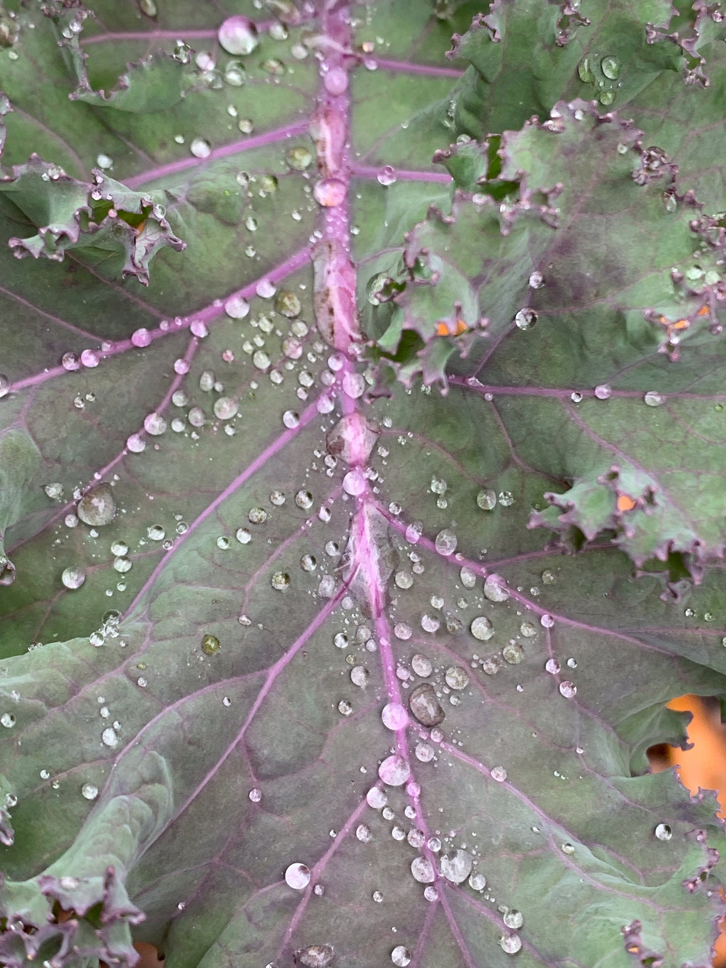 Red Russian Kale