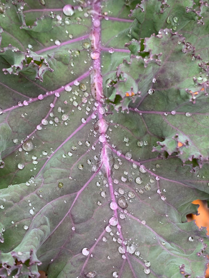 Red Russian Kale