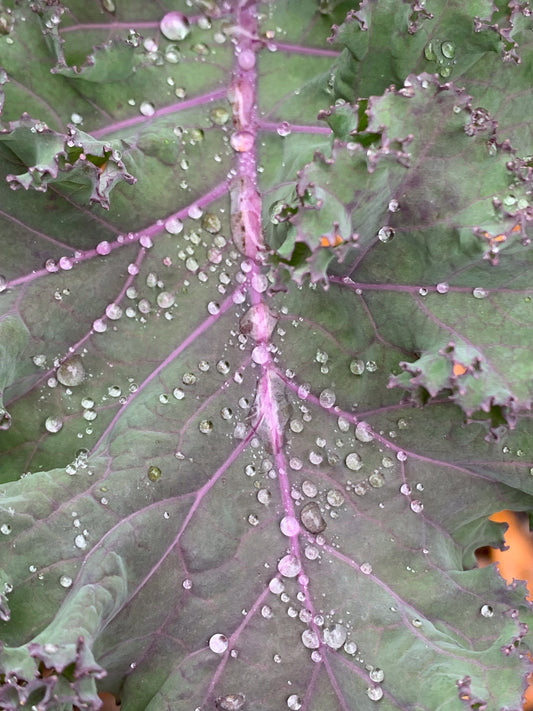 Red Russian Kale