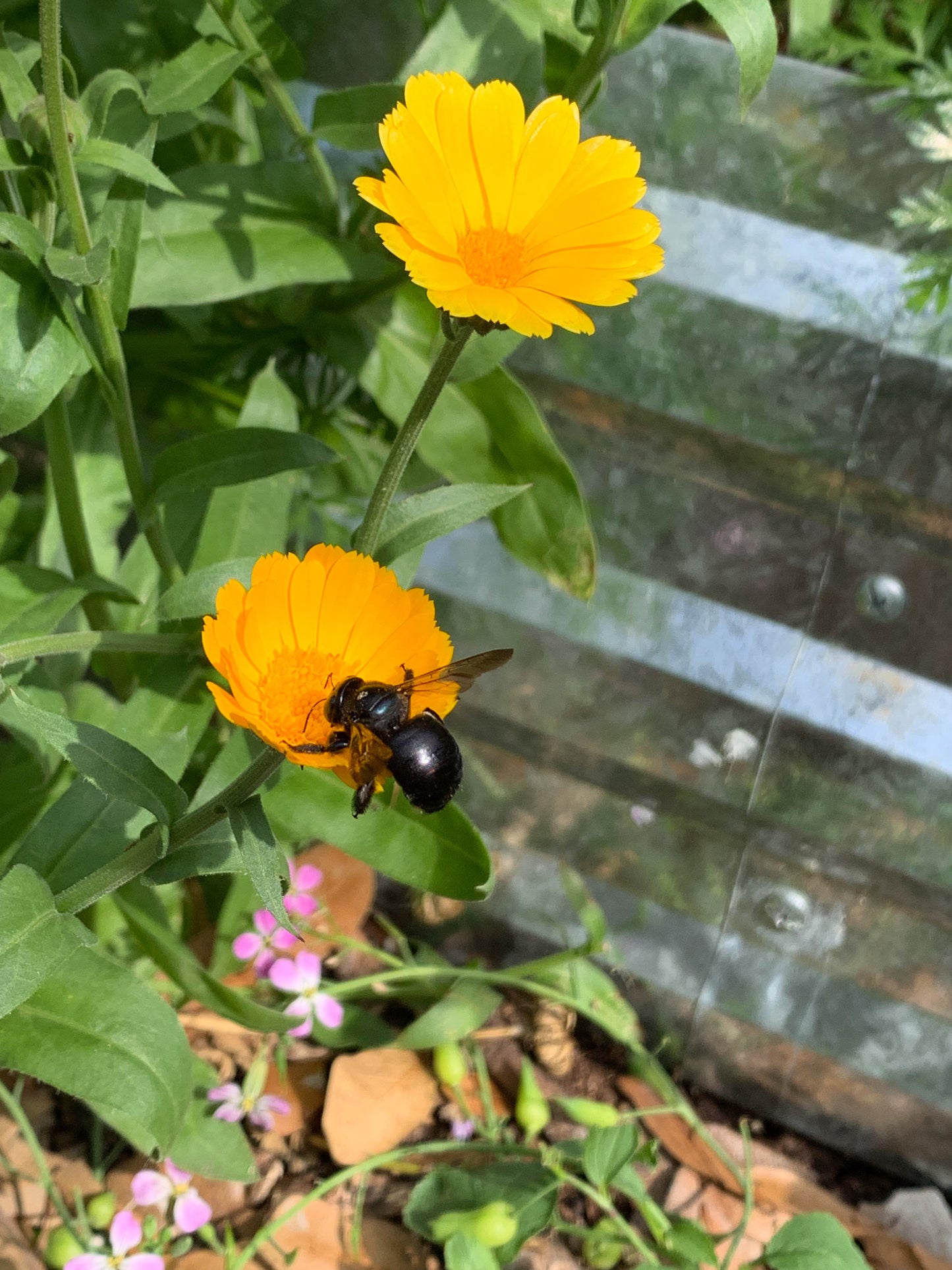 Calendula Pacific Beauty
