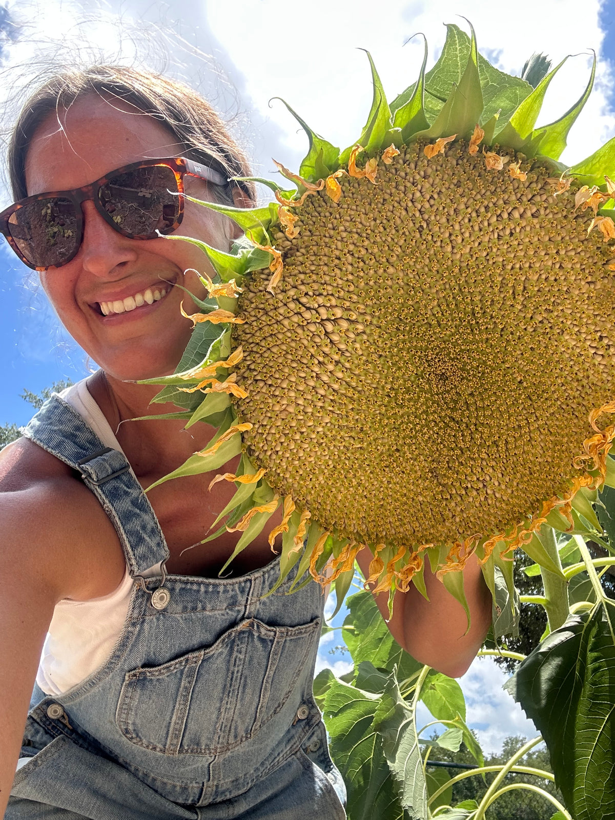 Mammoth Sunflower