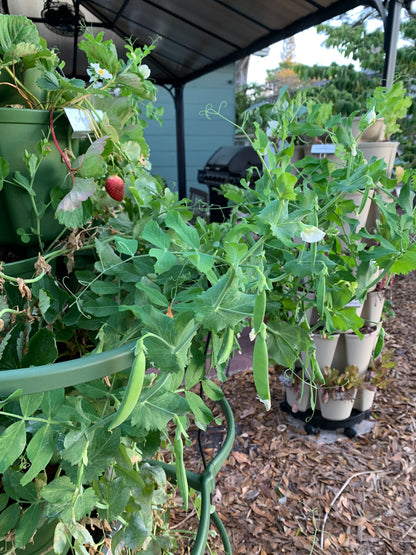 Sugar Ann Snap Pea