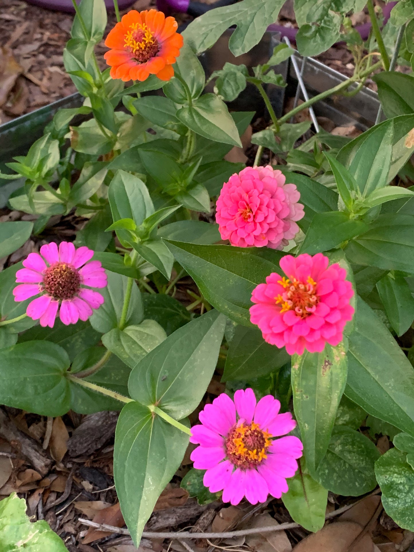 Thumbelina Zinnia