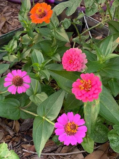 Thumbelina Zinnia