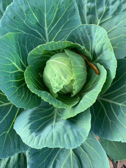 Golden Acre Cabbage