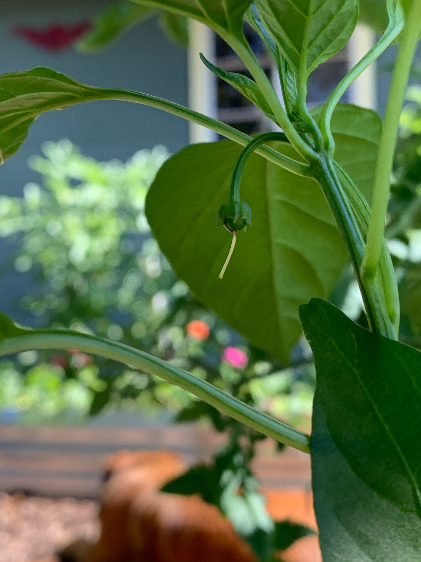 Carolina Wonder Bell Pepper