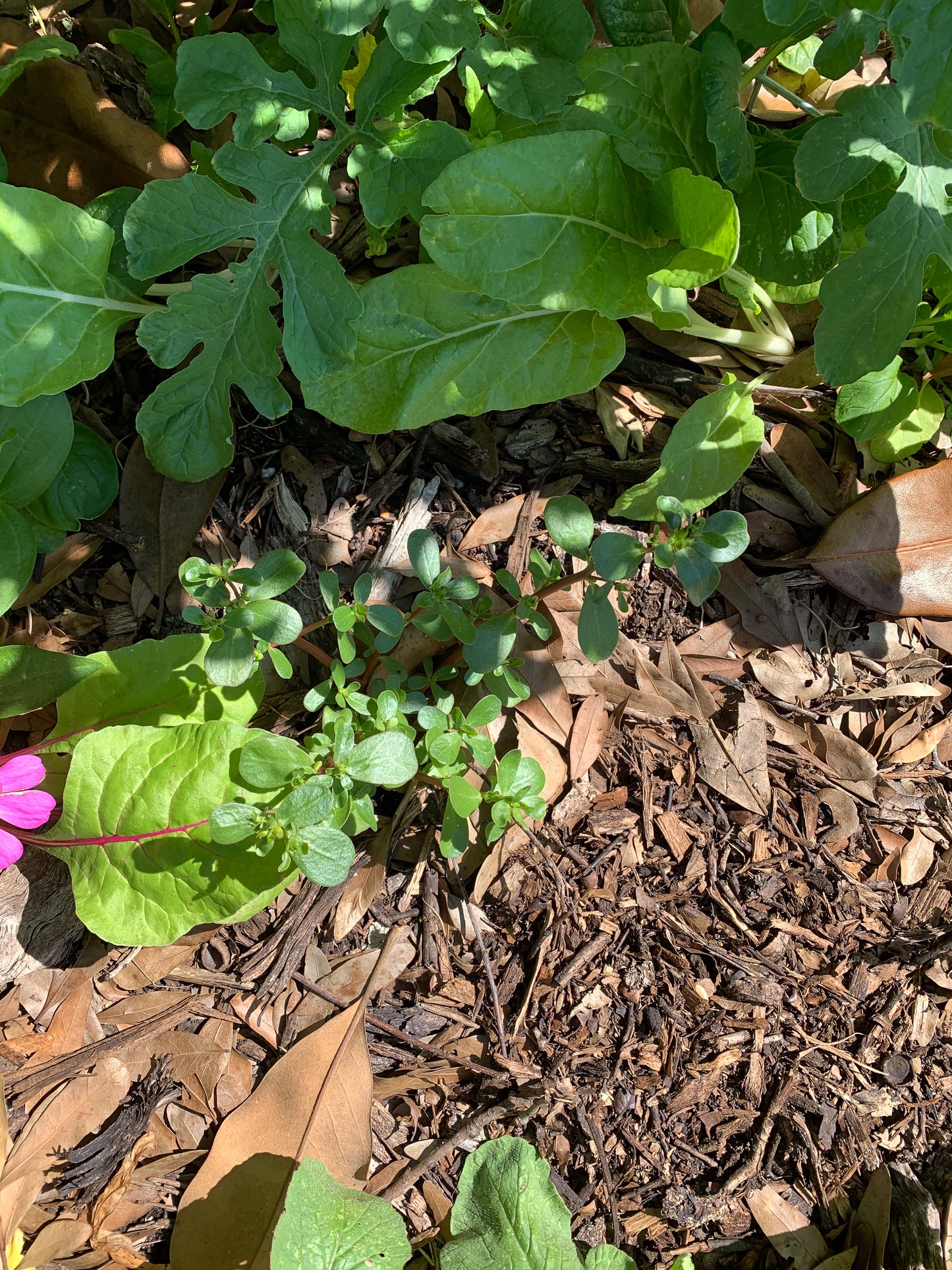 Purslane