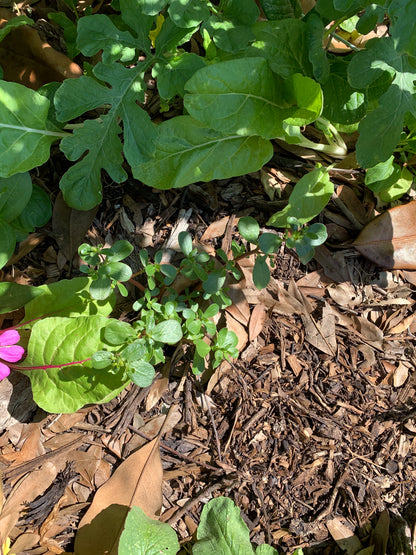 Purslane