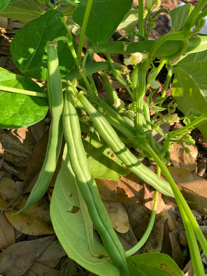 Blue Lake Bush Bean