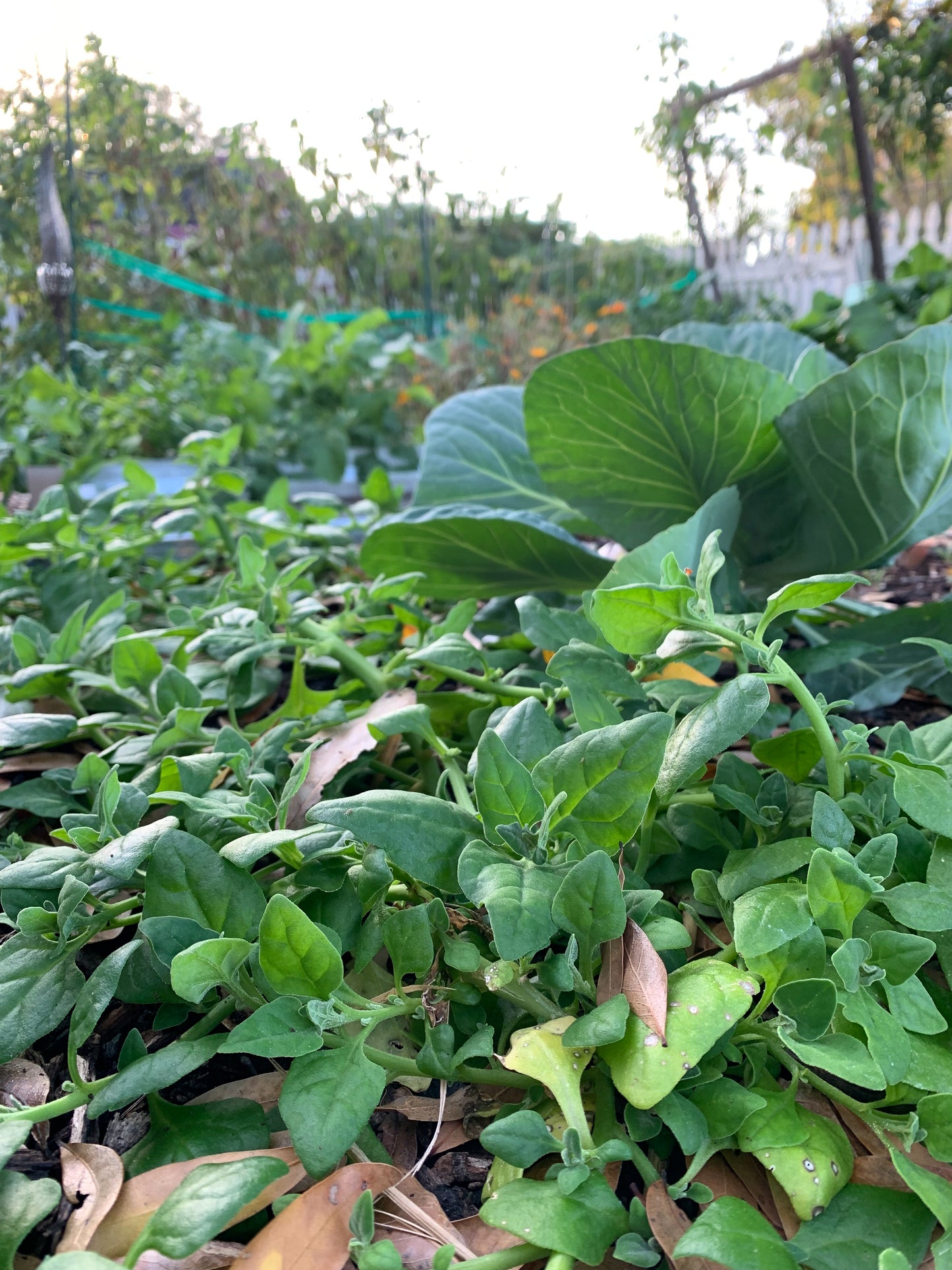 New Zealand Spinach