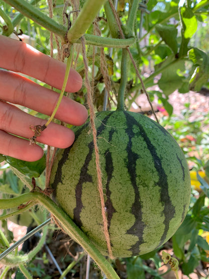 Crimson Sweet Watermelon