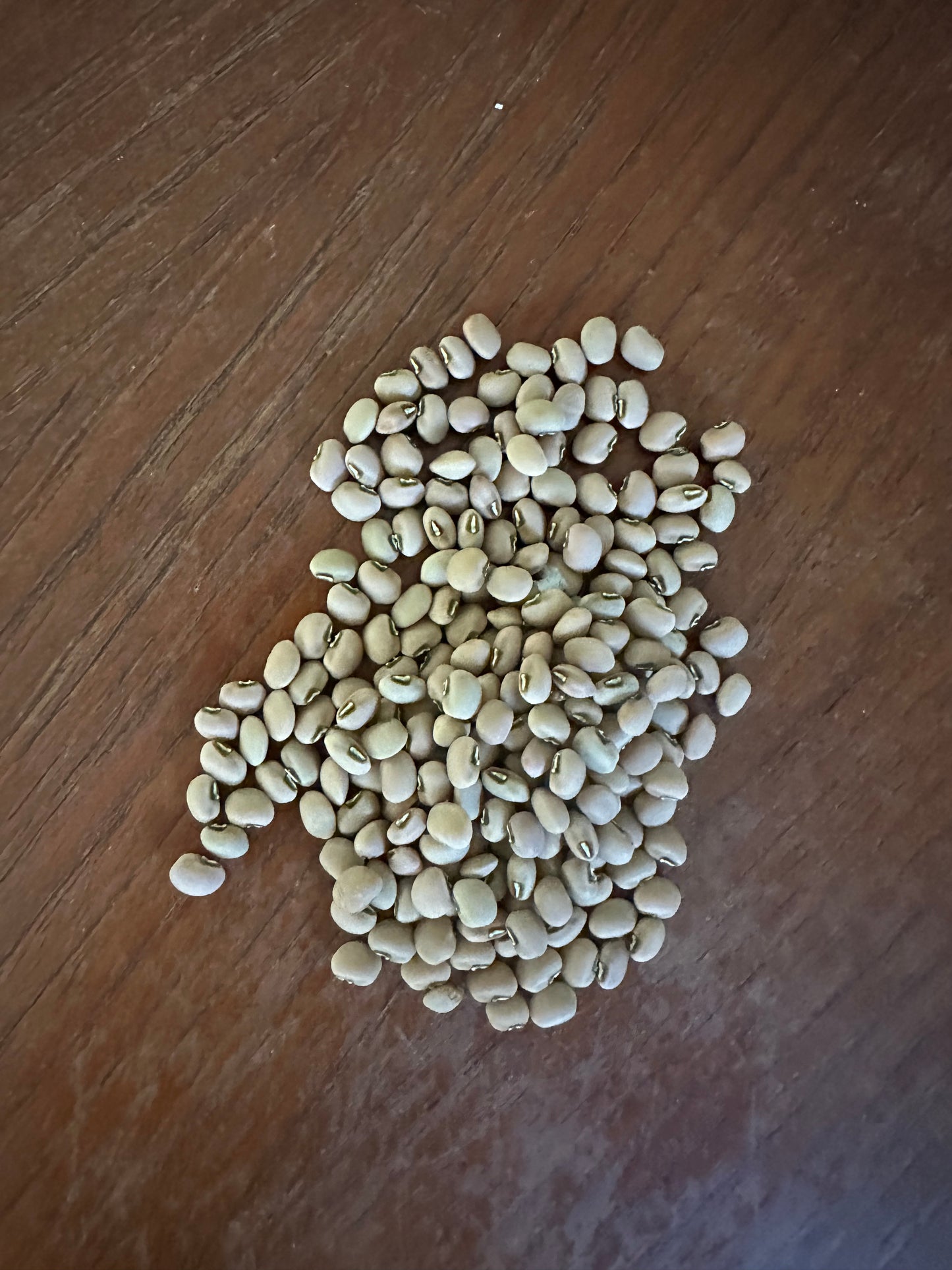 Conch Cowpea