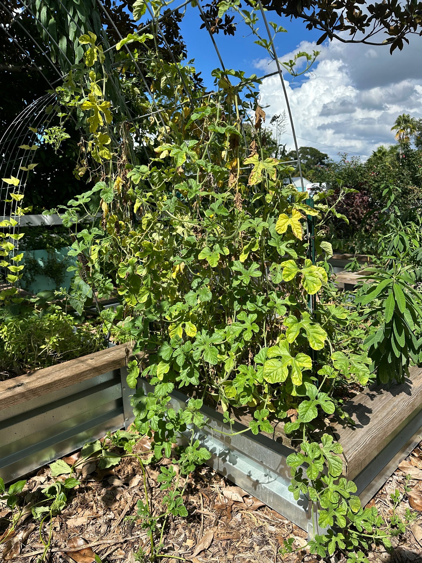 Burr Gherkin Cucumber