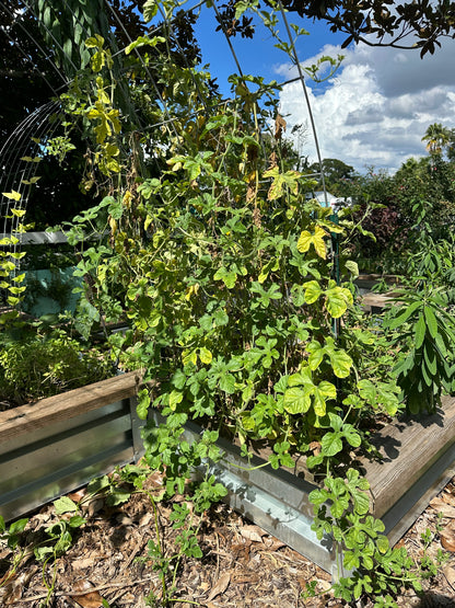 Burr Gherkin Cucumber