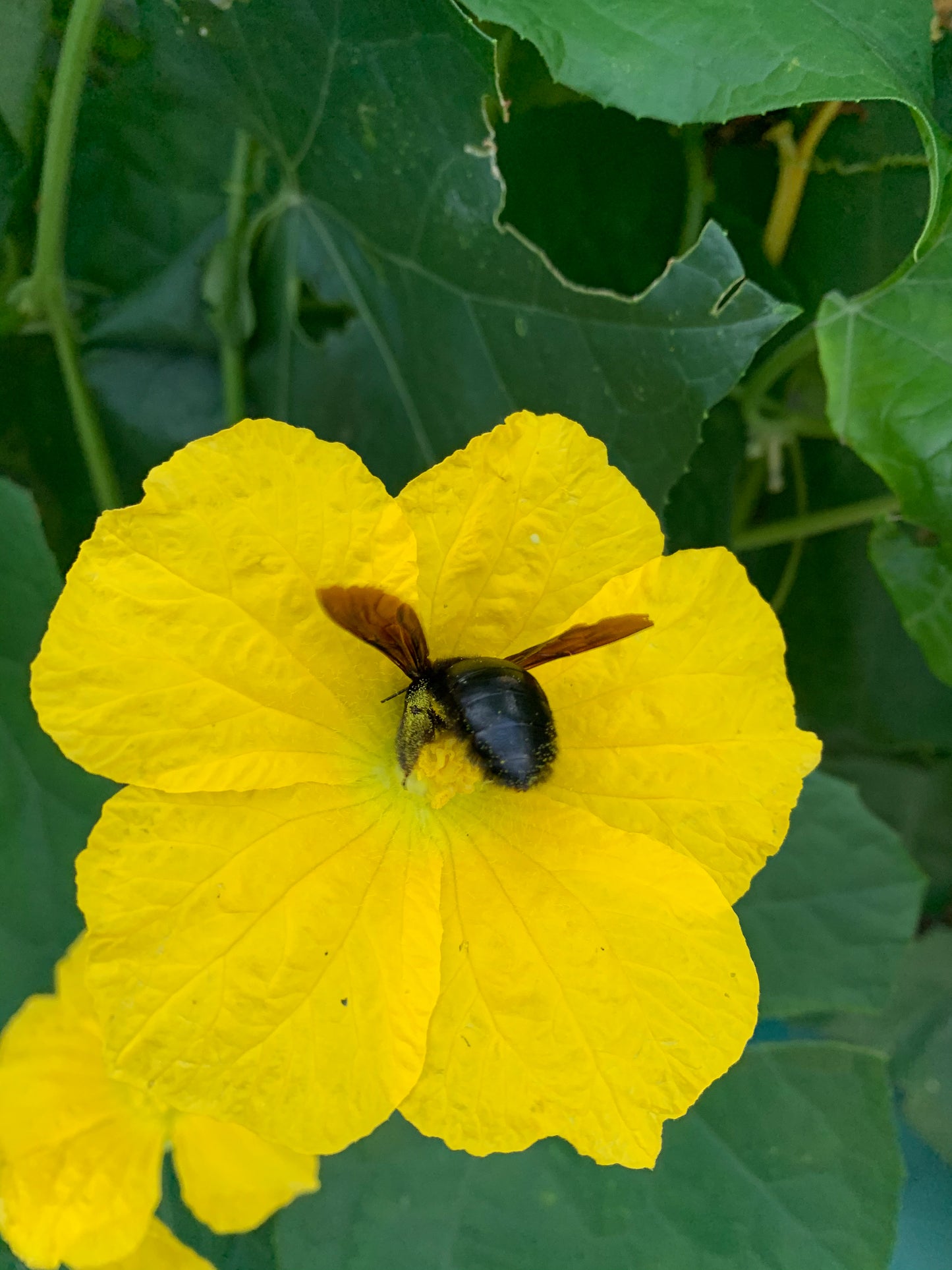 Luffa