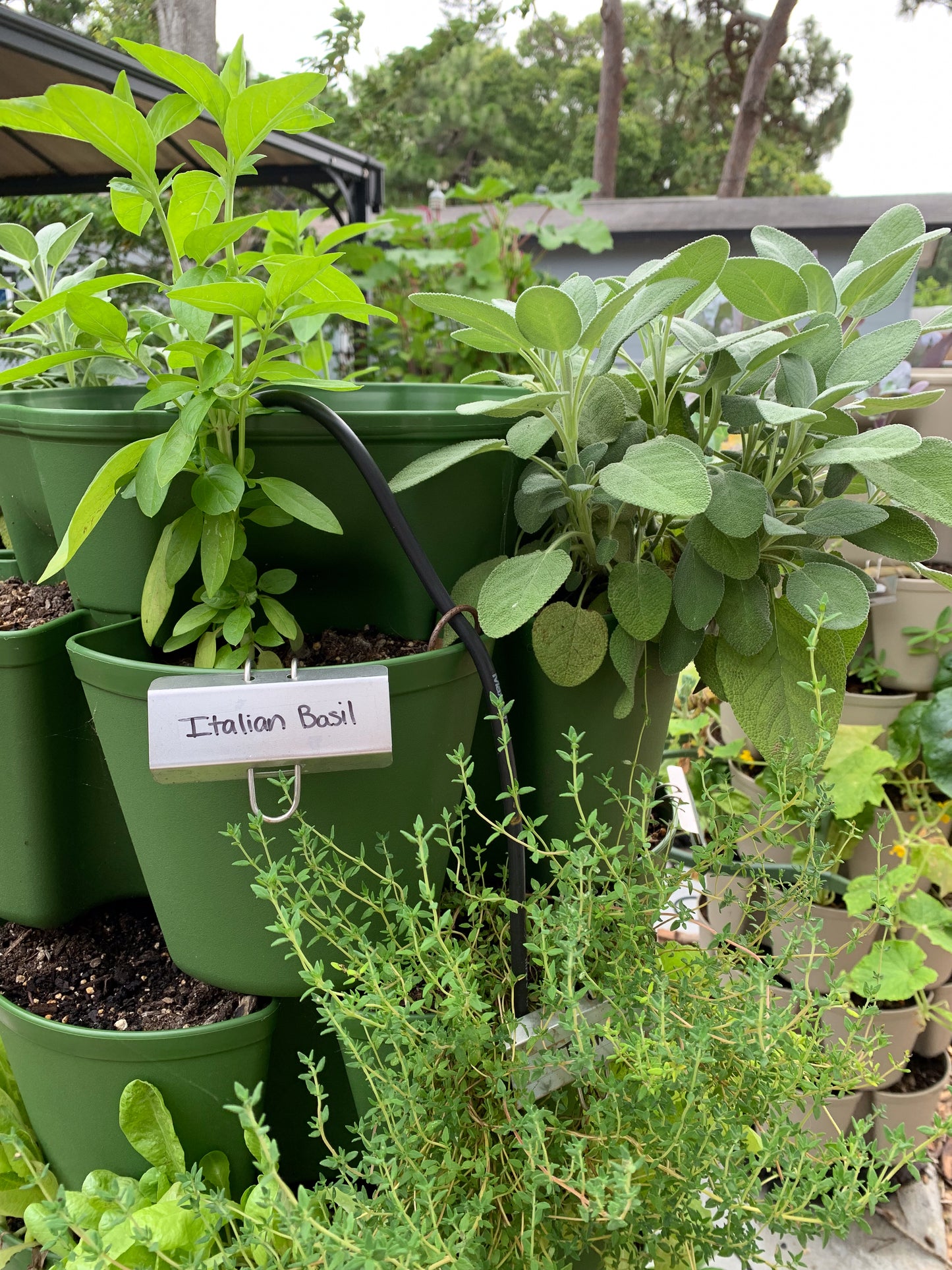Italian Basil